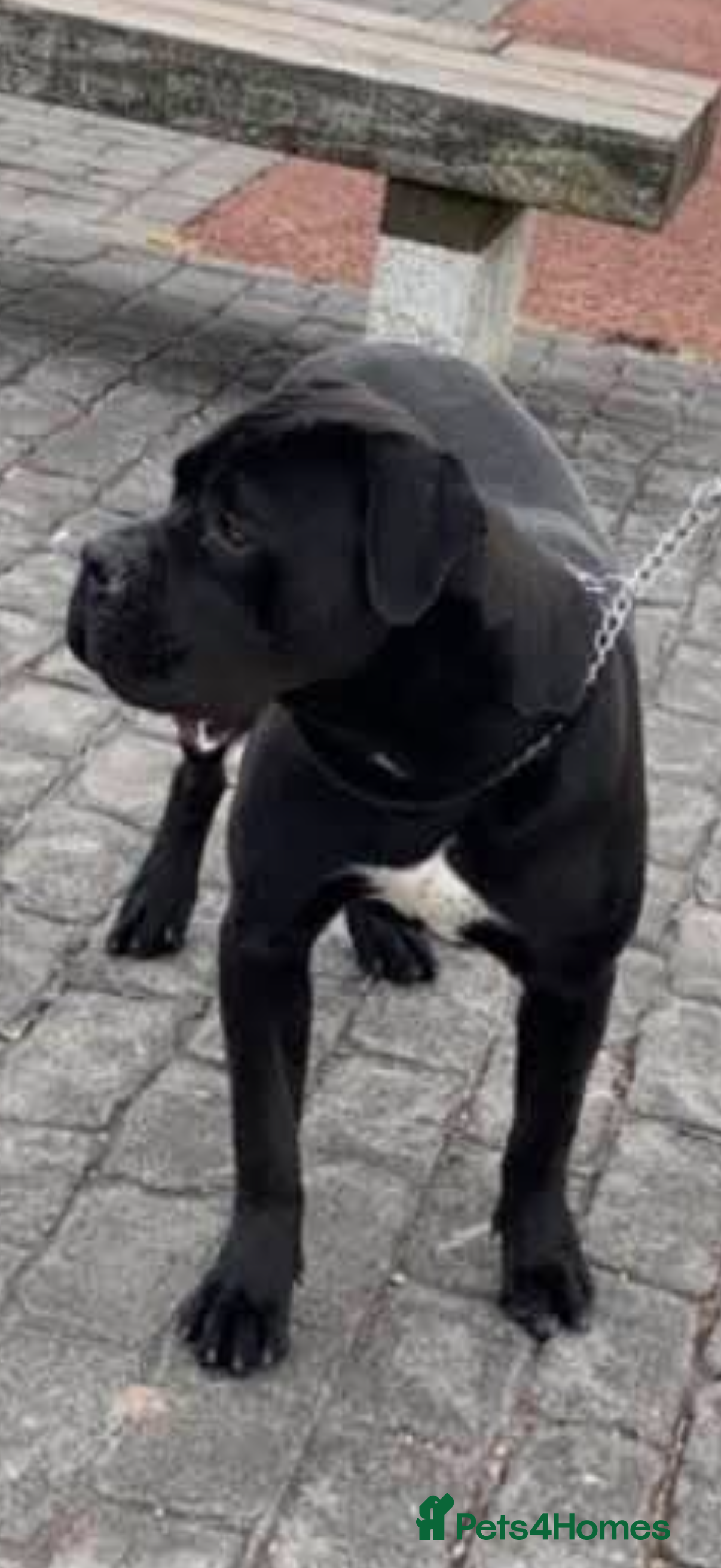 Cane Corso dogs Cane Corse Male  in Morecambe - Advert 3