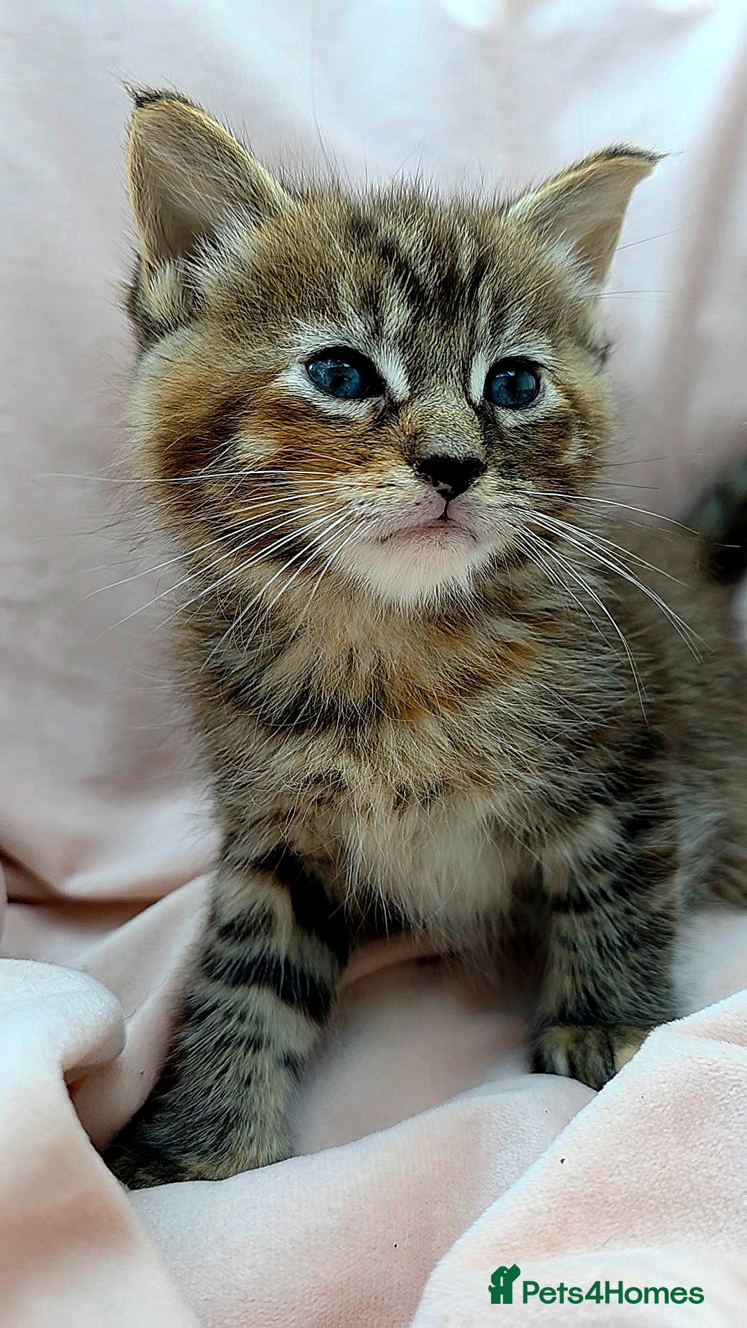 Mixed Breed cats Maine Coon X Kittens for Sale  - Advert 2