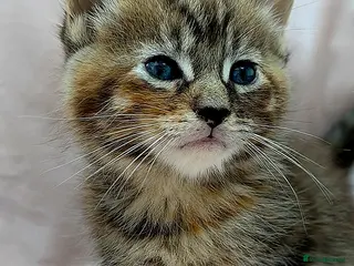 Mixed Breed cats Maine Coon X Kittens for Sale - Advert 18