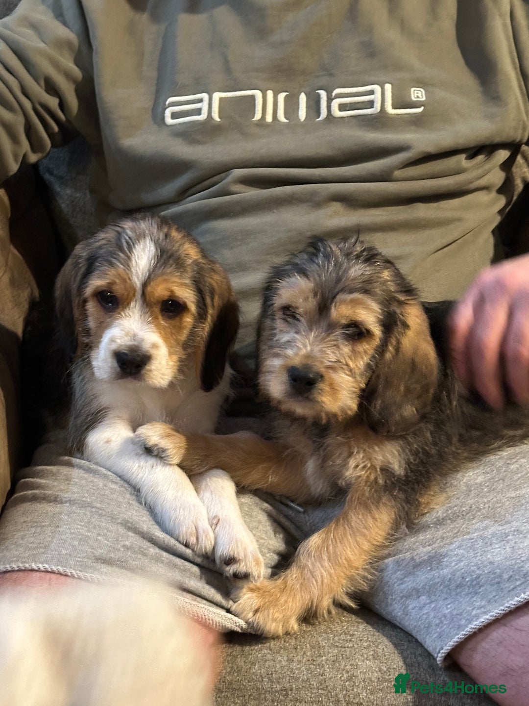 Mixed Breed dogs for sale: Beautiful Beagle X Cavapoo Puppies.  - Advert 1