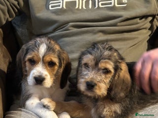 Mixed Breed dogs Beautiful Beagle X Cavapoo Puppies. - Advert 6