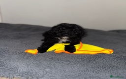 Sheepadoodle dogs for sale: Micro-mini Sheepadoodle reduced !!!!! - Image 28