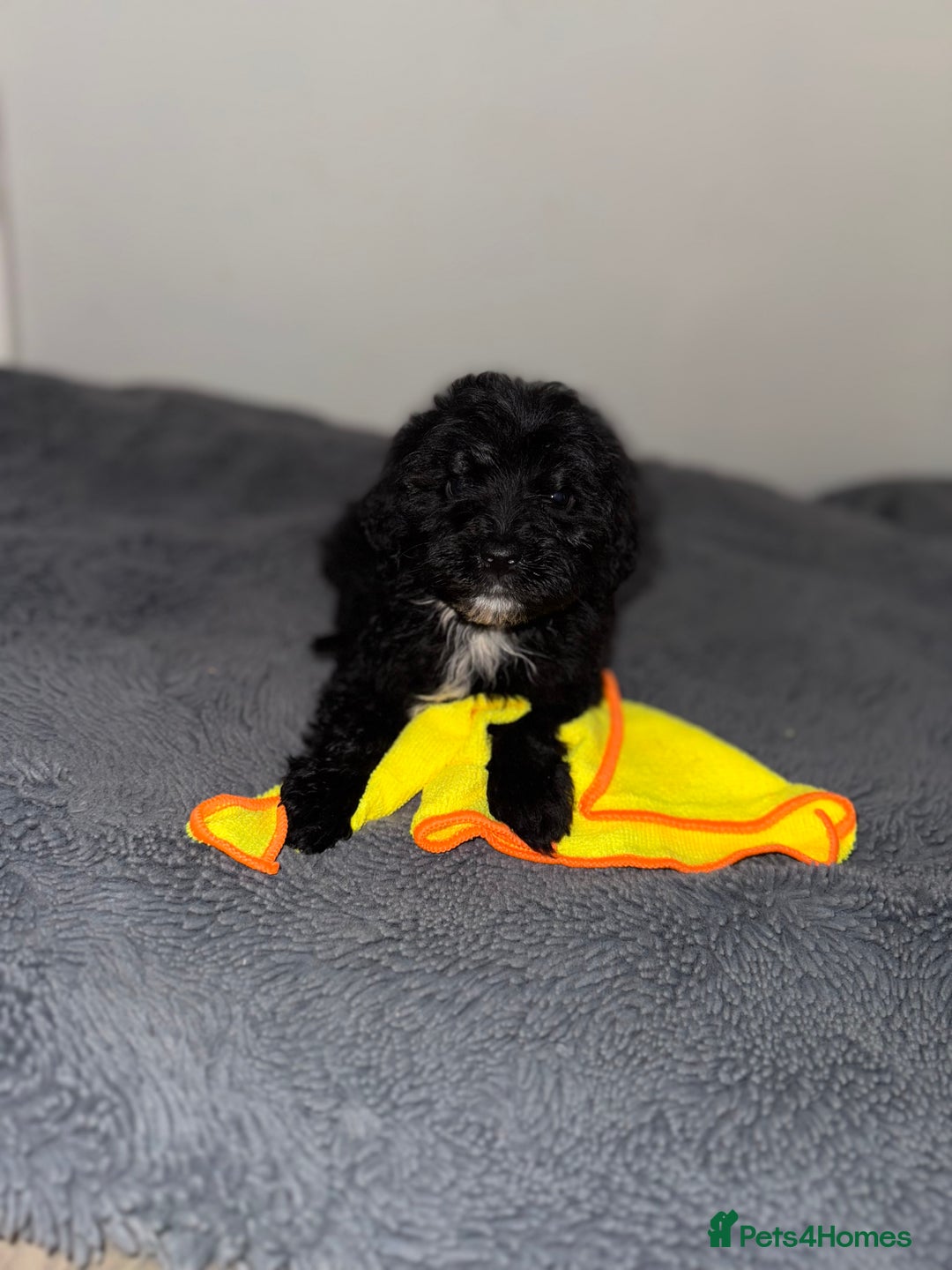 Sheepadoodle dogs for sale: Micro-mini Sheepadoodle reduced !!!!! - Image 28