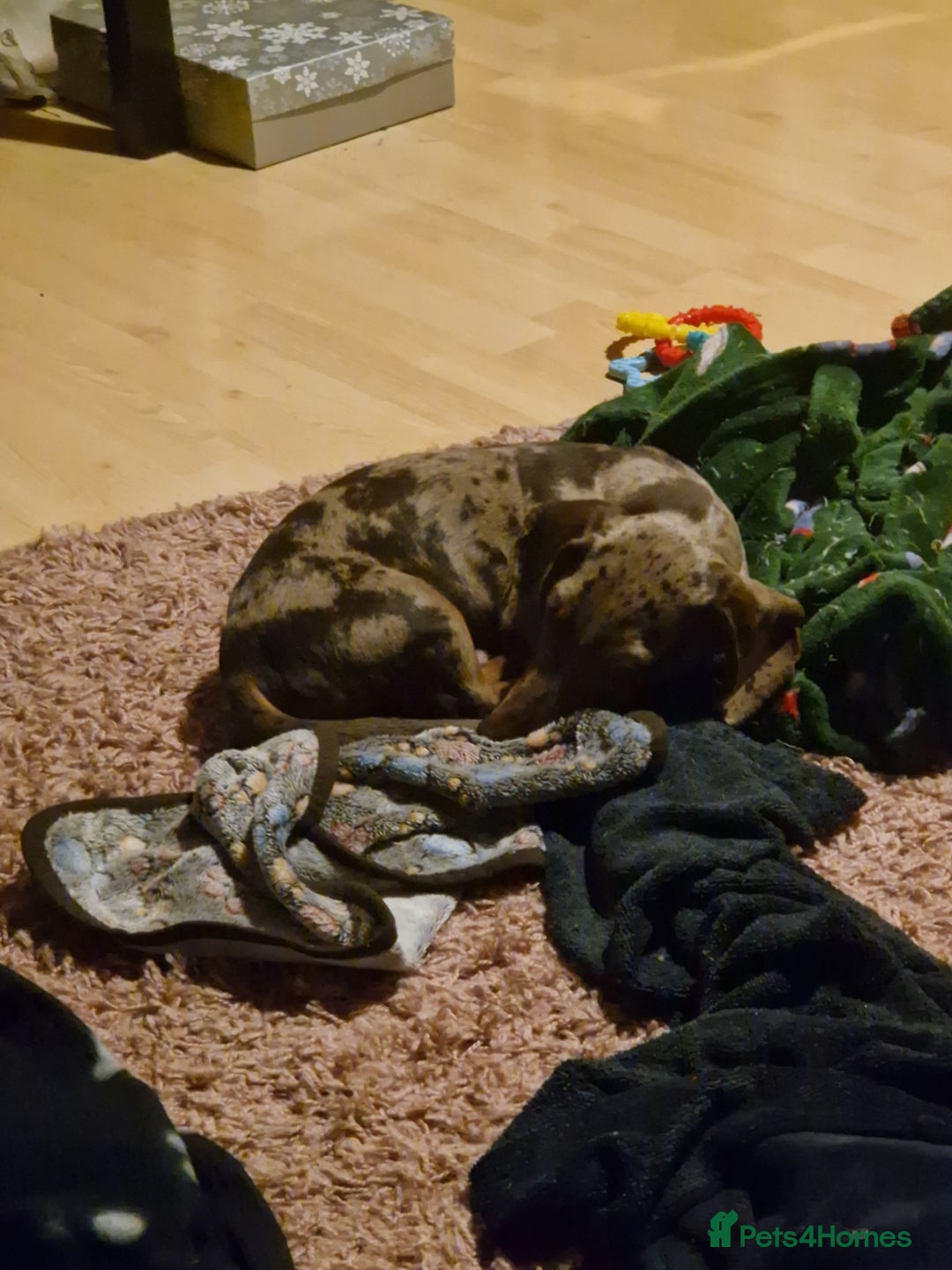 Dachshund dogs for sale: Walter - Advert 2