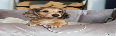 Message for photos of available puppies 