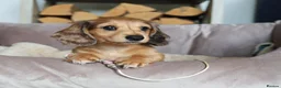 Miniature Dachshund dogs for sale: EXCEPTIONAL PEDIGREE MINIATURE LONGHAIRED PUPPIES - Advert 5