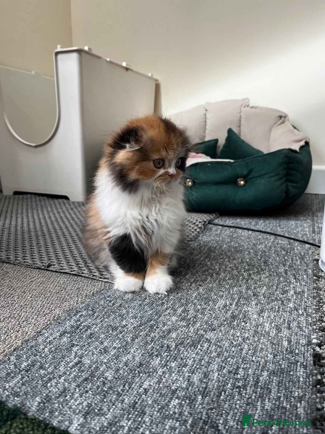 Scottish Fold cats for sale: TICA registered Scottish Fold Girl - Image 7