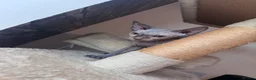 Sphynx cats for sale: ✨ Exceptional Sphynx Kittens –Last Two Available ✨ - Advert 3
