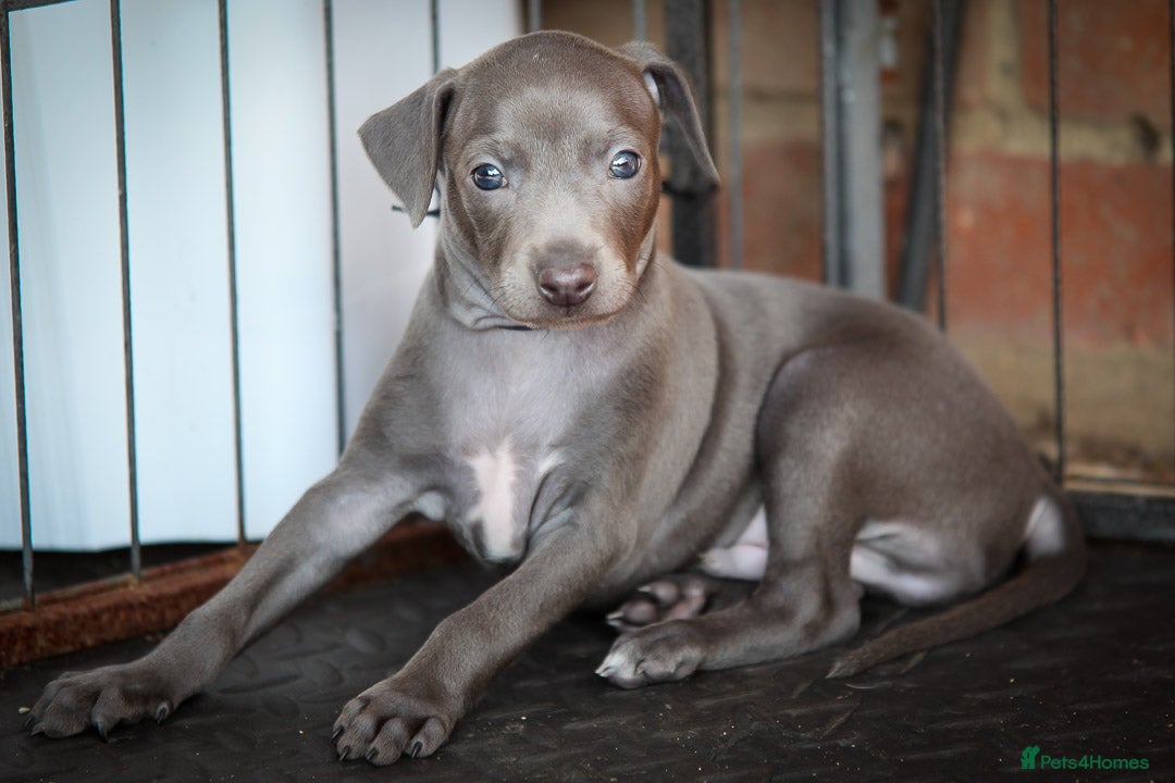 Italian Greyhound dogs for sale: 2 Stunning Italian Greyhound males left only £1800 in Norwich - Image 1