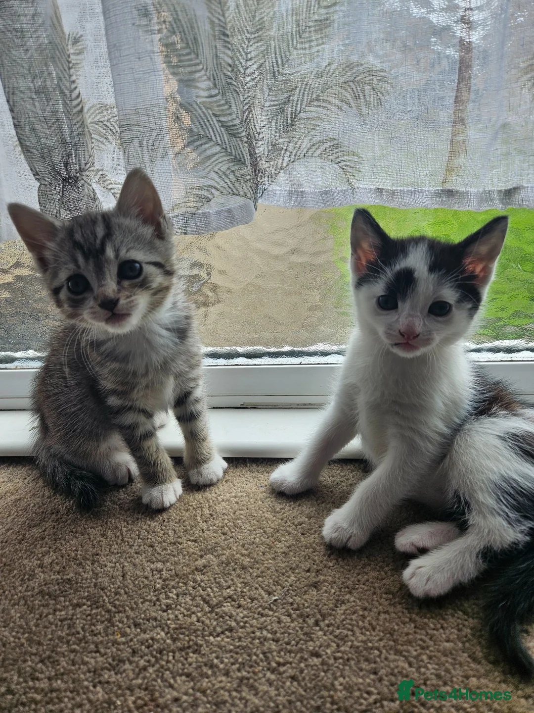European cats for sale: Lovely kittens in Woking - Advert 2