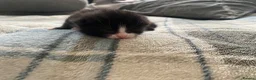 Mixed Breed cats for sale: Beautiful mix - Advert 3