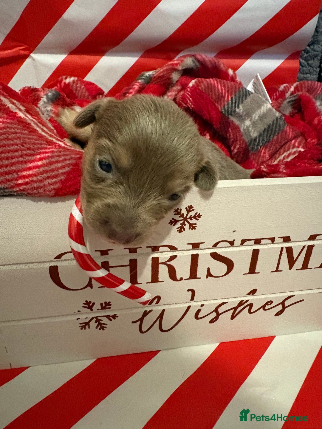 Chiweenie dogs for sale: Cheweenie - Image 2