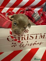 Chiweenie dogs - Advert 3