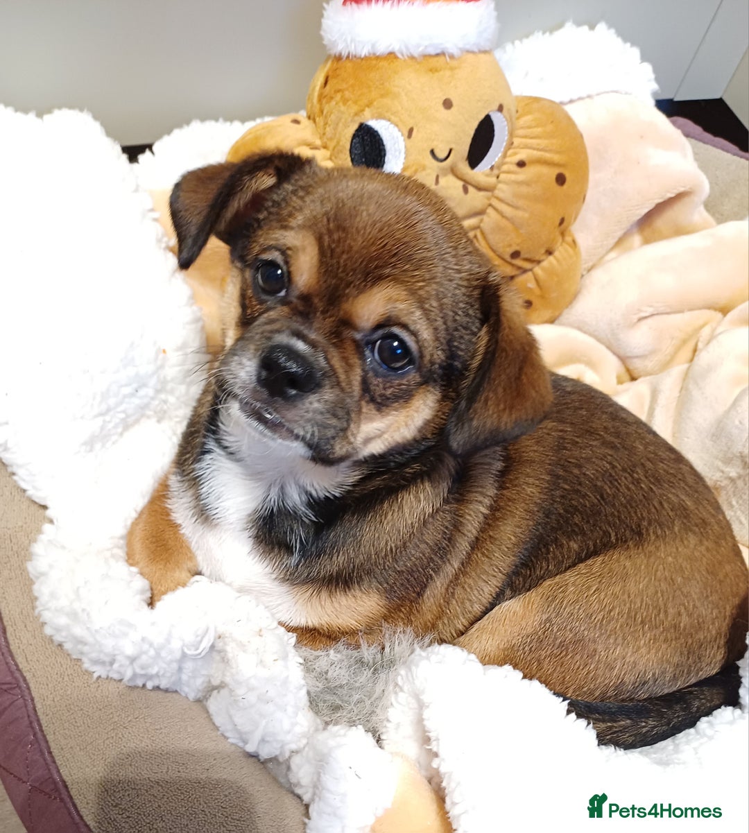 Mixed Breed dogs for sale: Beautiful 14 week old Shi Chi Puppy - Advert 3