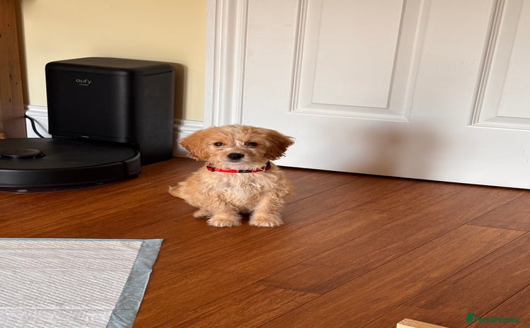 Cockapoo dogs - Advert 1