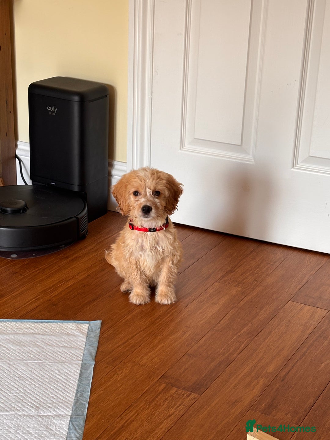 Cockapoo dogs for sale: F1 male cockapoo  - Image 1