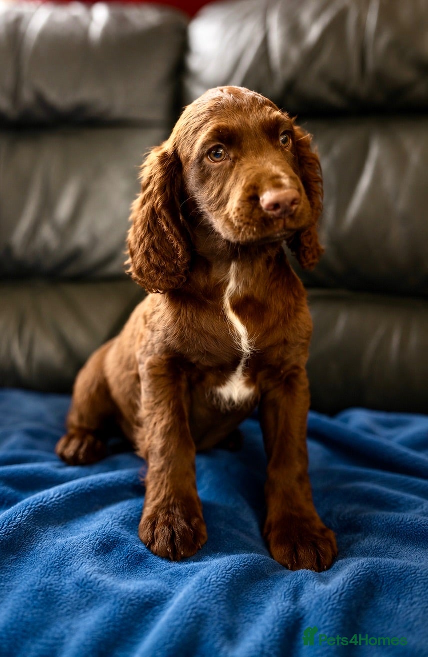 Cocker Spaniel dogs Chocolate cocker ready now!!!  - Advert 1