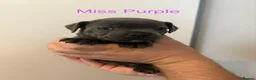 Staffordshire Bull Terrier dogs for sale: Beautiful K.C Staffordshire bull terrier puppies - Advert 3