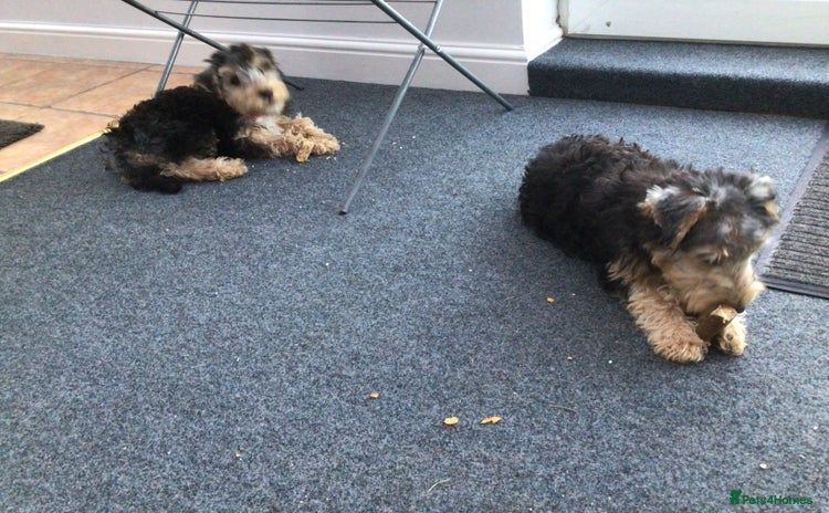 Lakeland Terrier dogs - Advert 1