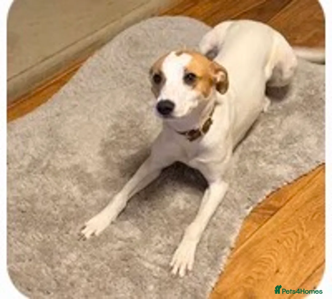 Mixed Breed dogs for sale: Dixie in Doncaster - Advert 1