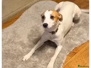 Mixed Breed dogs Dixie in Doncaster - Advert 5