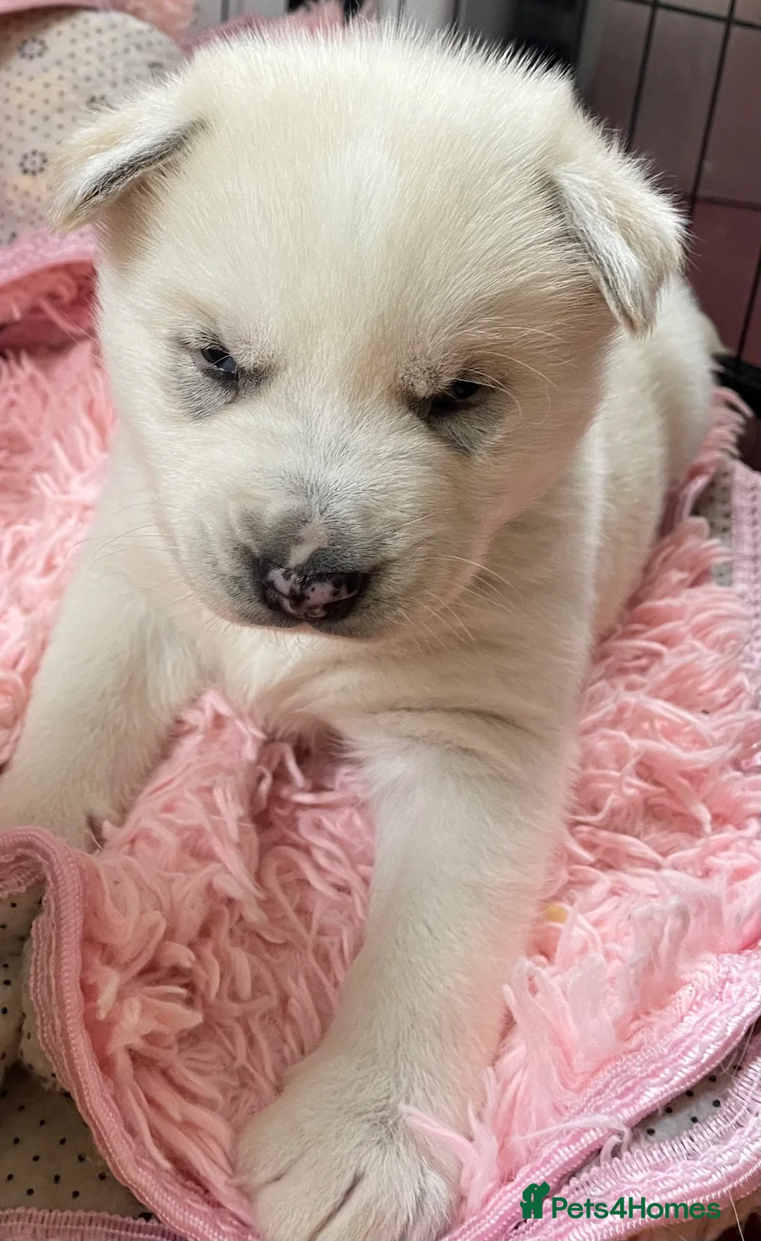 Mixed Breed dogs for sale: 3 husky puppies - Advert 1