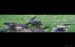German Shepherd dogs for sale: German Shepherd puppy family guard dogs - Image 4