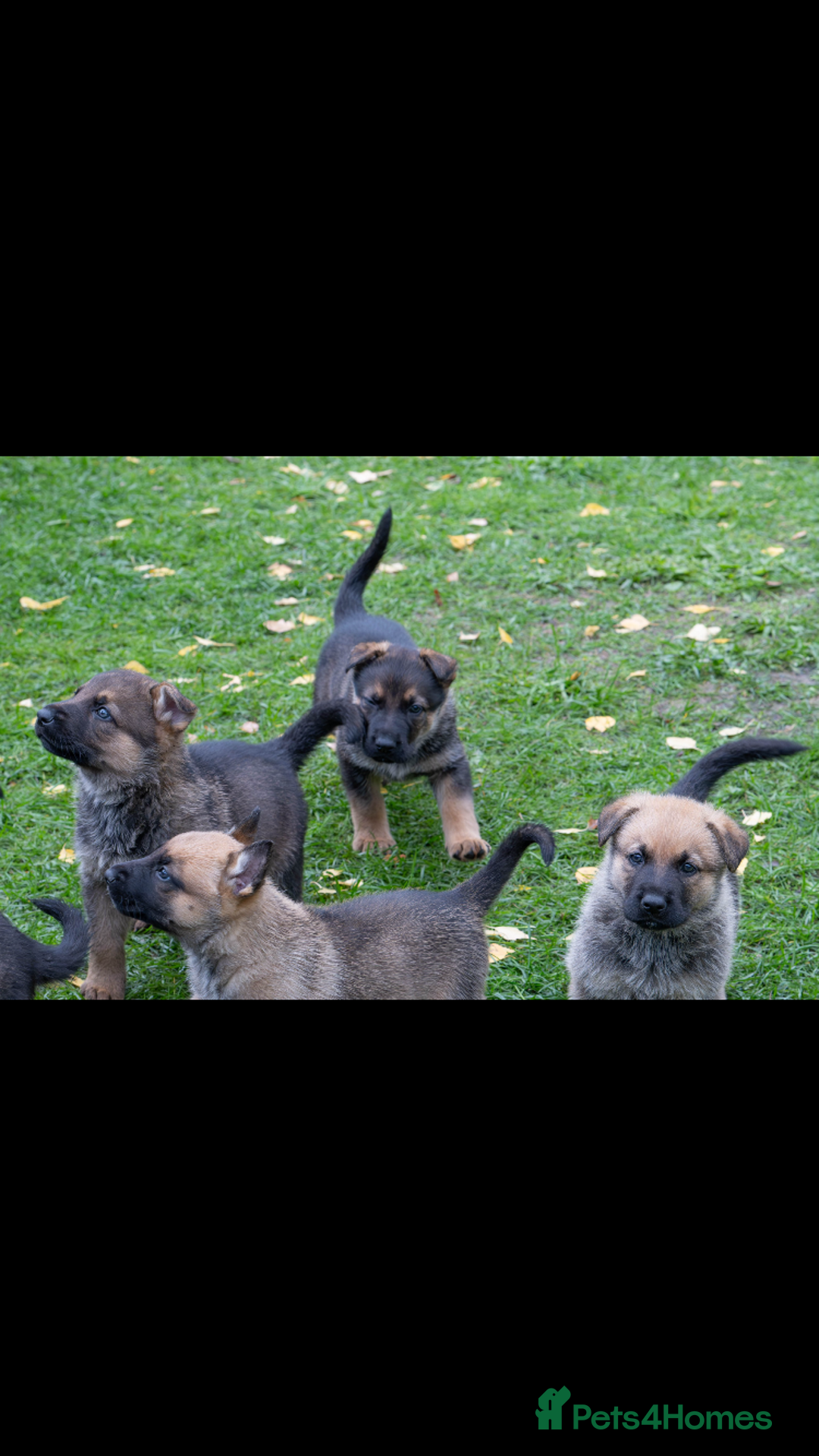 German Shepherd dogs for sale: German Shepherd puppy family guard dogs - Image 4