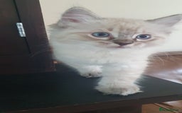 Ragdoll cats for sale: Ragdoll kittens Linx & Colourpoint - Image 10
