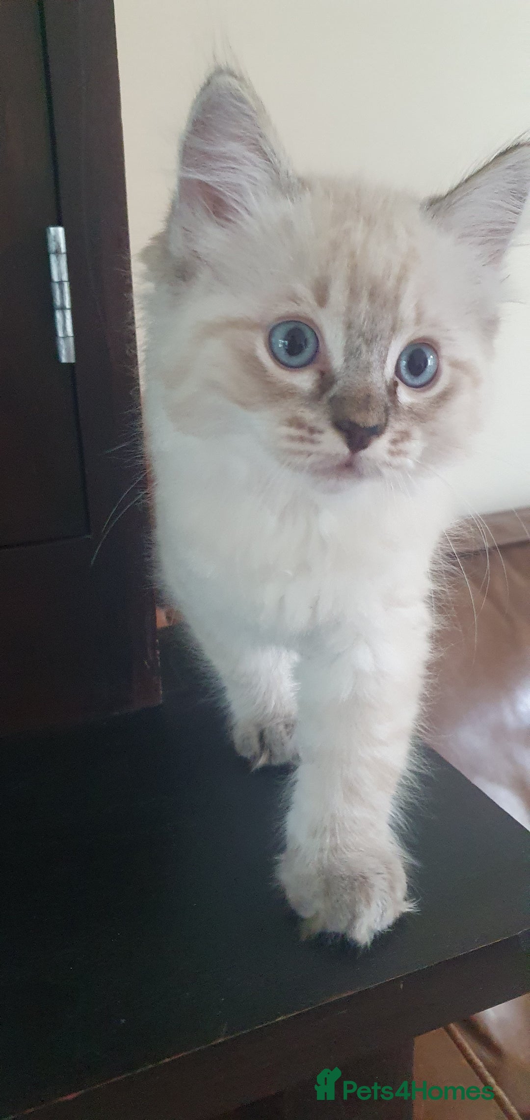 Ragdoll cats for sale: Ragdoll kittens Linx & Colourpoint - Image 10