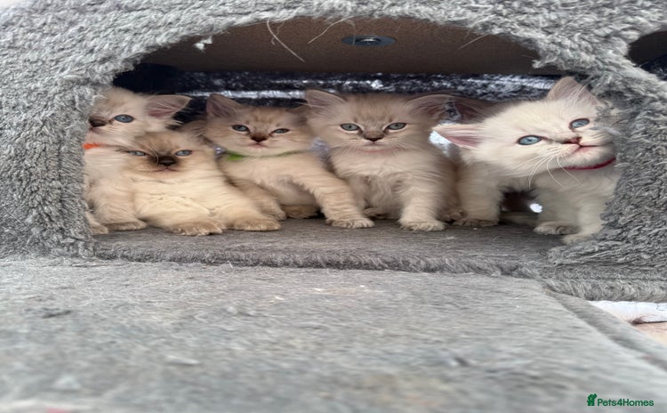Ragdoll cats - Advert 13