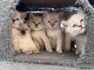 Ragdoll cats - Advert 6