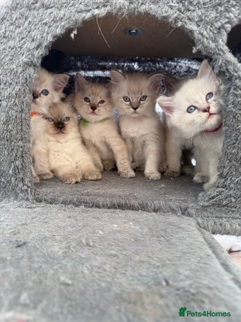 Ragdoll cats - Advert 16
