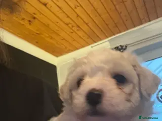 Mixed Breed dogs Stunning litter of Cavapoochon puppies - Advert 7