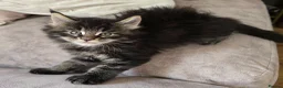 Maine Coon cats for sale: READY AUGUST- Tica Pedigree Maine Coons - Advert 7
