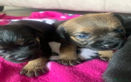 Border Terrier dogs for sale: Quality litter KC Border Terrier pups slem clear - Image 4