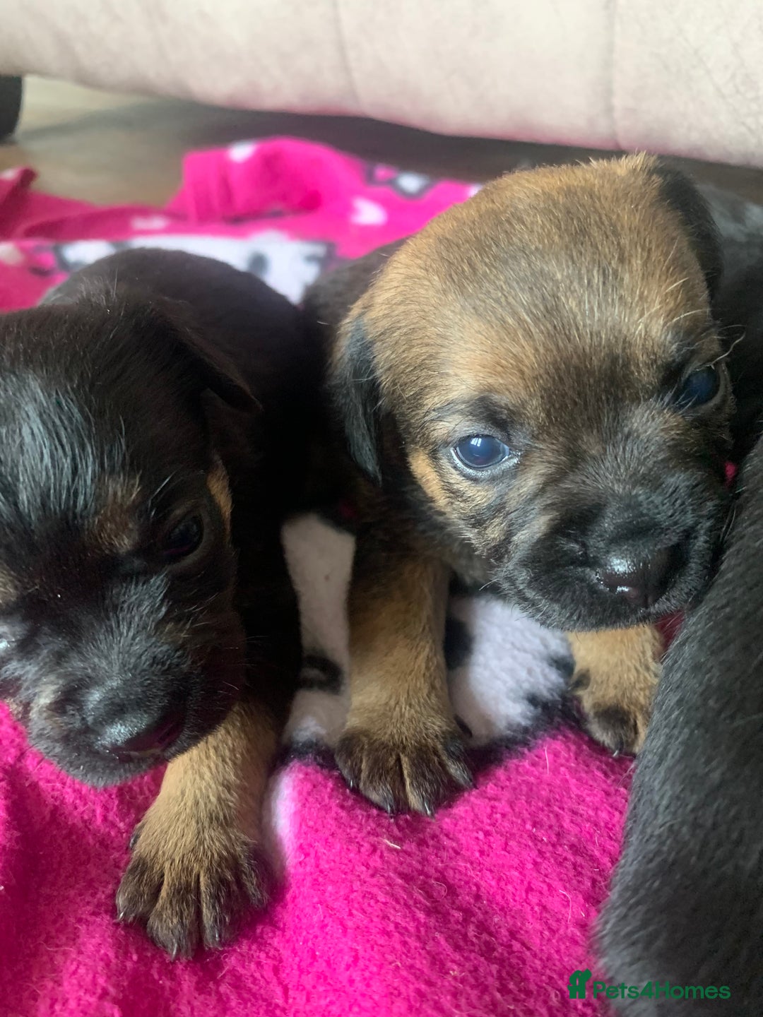 Border Terrier dogs for sale: Quality litter KC Border Terrier pups slem clear - Image 4