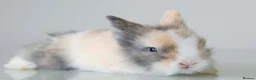 Lionhead rabbits for sale: *Reduced* Quality Double-maned Lionhead Rabbits - Advert 5