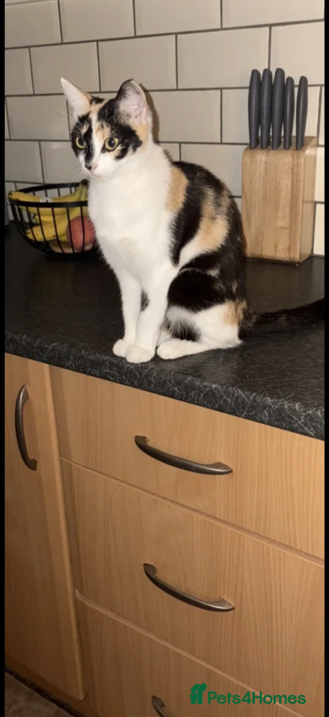 British Longhair cats for sale: Beautiful ginger and tortoiseshell kittens - Advert 1