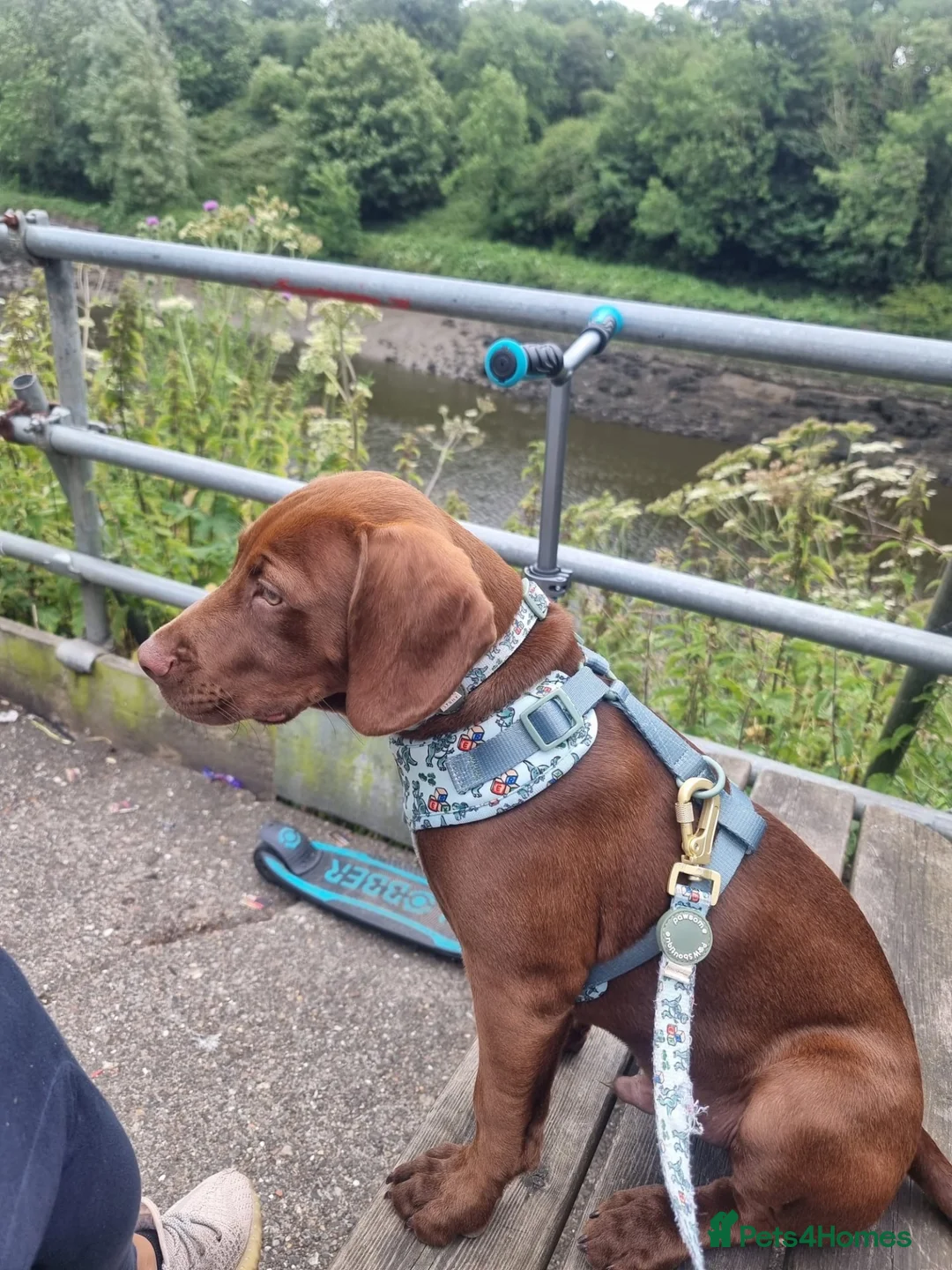 Mixed Breed dogs for sale: Cocker/staffie in Sunderland - Advert 6