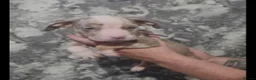 American Bulldog dogs for sale: 6 stunning American bulldog puppies - Advert 2