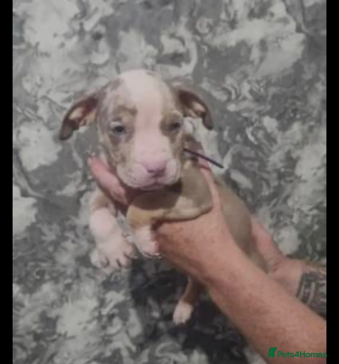 American Bulldog dogs for sale: 6 stunning American bulldog puppies - Advert 2