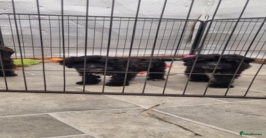 Cockapoo dogs 4 Stunning Black Girls F1 Show type cockapoos - Advert 2