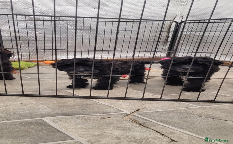 Cockapoo dogs 4 Stunning Black Girls F1 Show type cockapoos - Advert 1