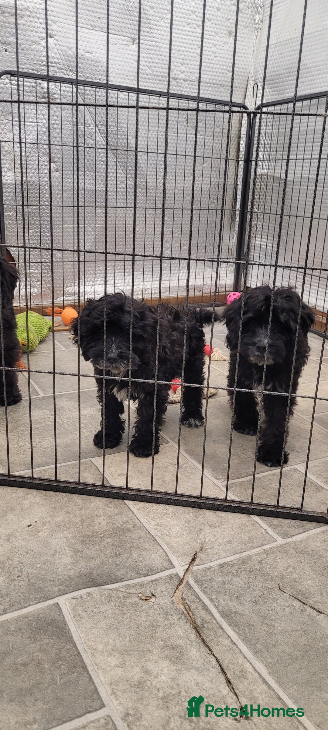Cockapoo dogs for sale: 3 Stunning Black Girls F1 Show type cockapoos - Advert 2