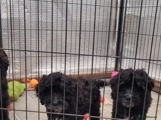 Cockapoo dogs 4 Stunning Black Girls F1 Show type cockapoos - Advert 2