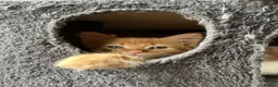 Mixed Breed cats for sale: 2 lovely raw fed kittens ready for a home in Doncaster - Advert 4