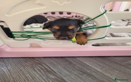 Mixed Breed dogs for sale: Border collie x irish/red setter puppies - Image 1