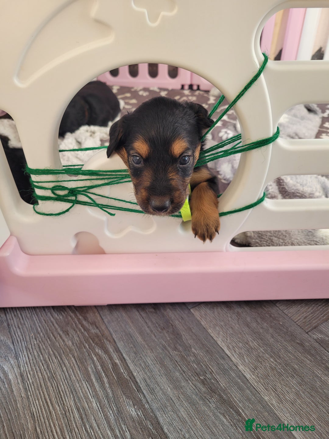 Mixed Breed dogs for sale: Border collie x irish/red setter puppies - Image 1