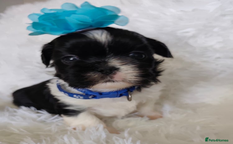 Shih Tzu dogs - Advert 1